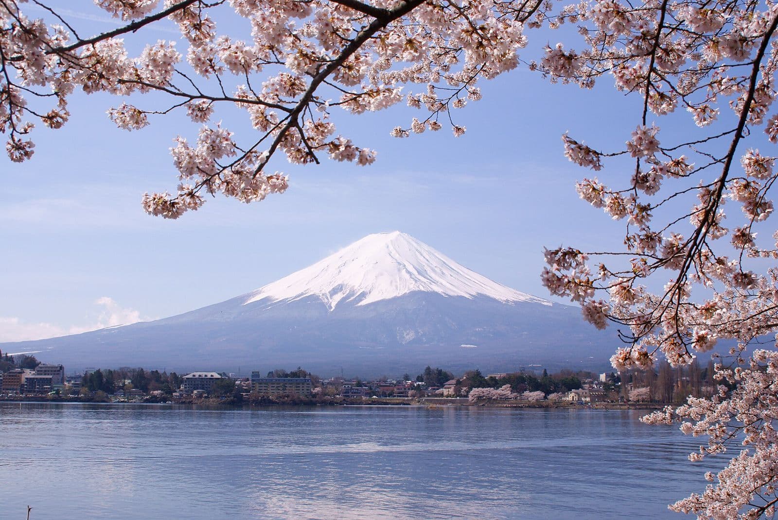 Le mont Fuji au-dessus du lac Kawaguchi, sous les cerisiers en fleurs